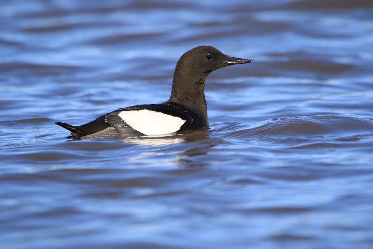 ハジロウミバト - ML646600233