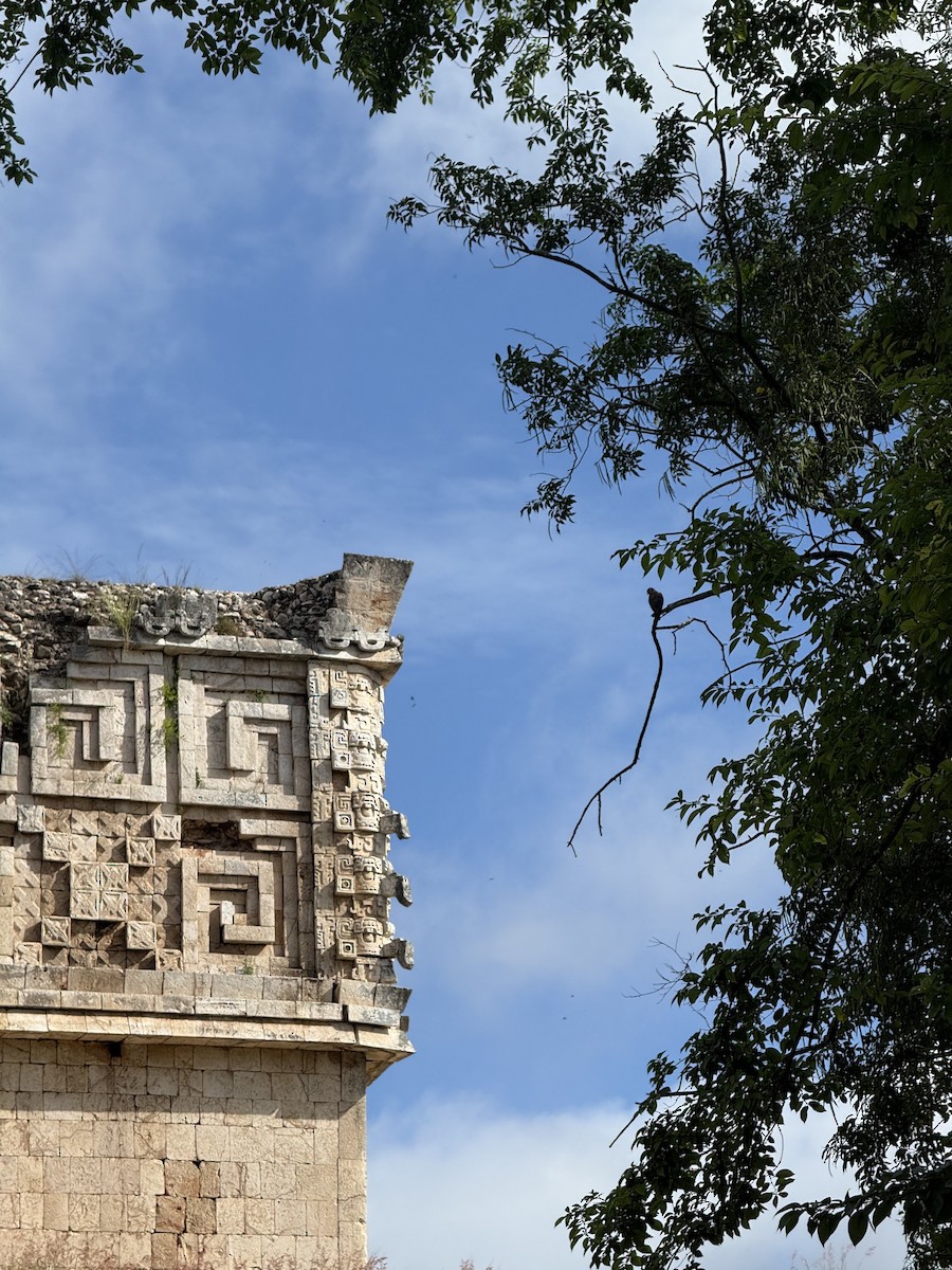 American Kestrel - ML646600236