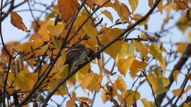 Чечітка звичайна - ML646600239