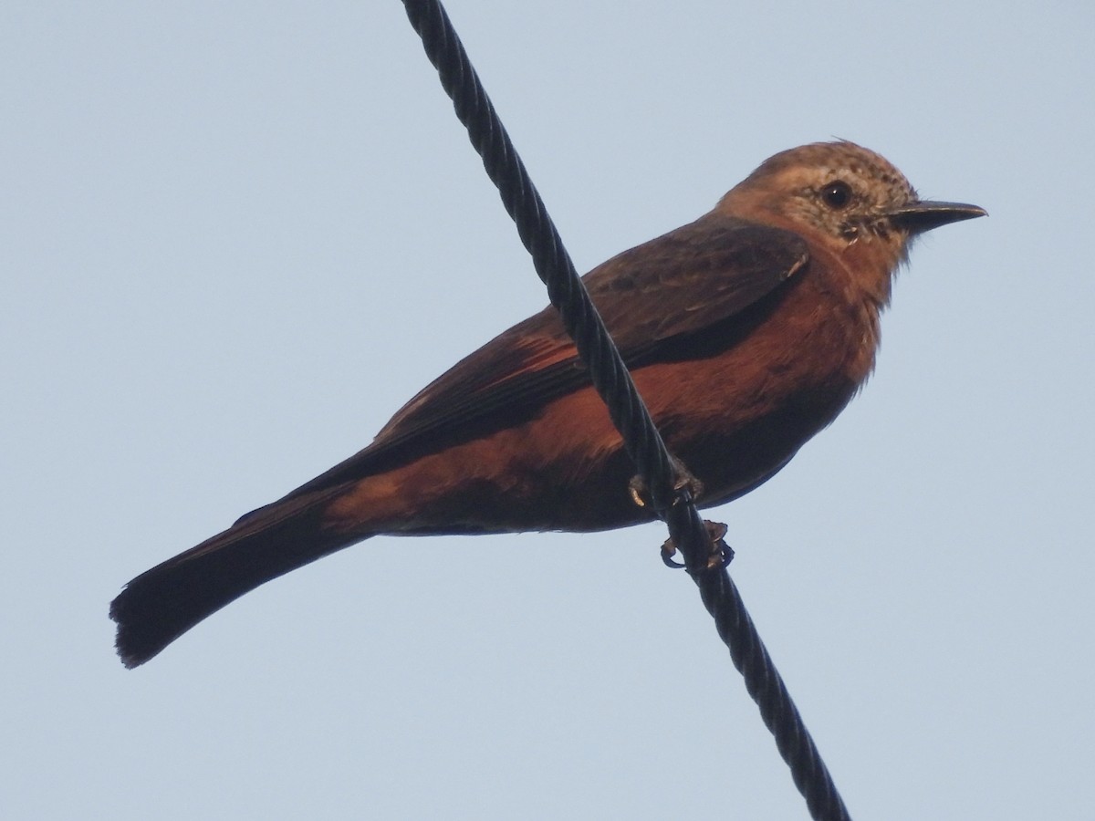 Schwalbentyrann - ML646600242