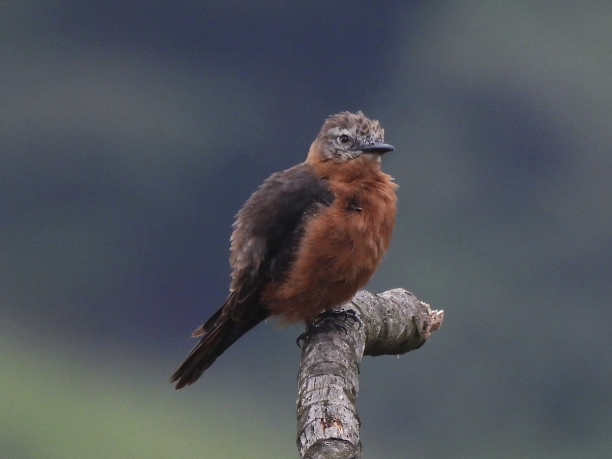 Schwalbentyrann - ML646600243