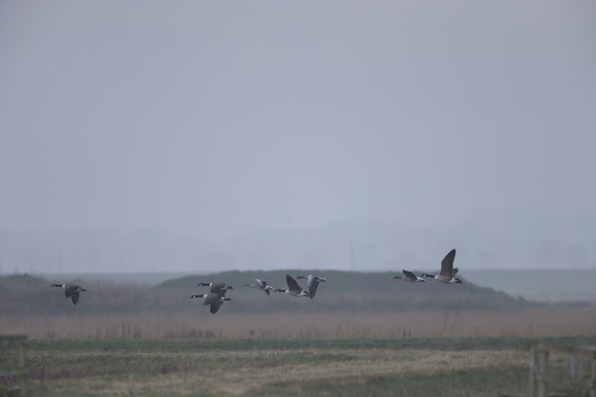 Graylag Goose - ML646600244