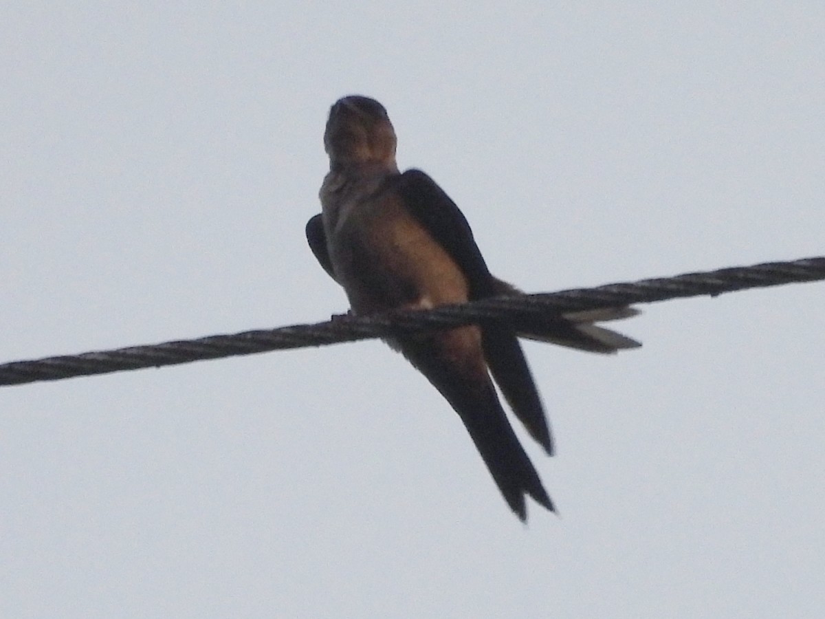 Weißhosenschwalbe - ML646600250