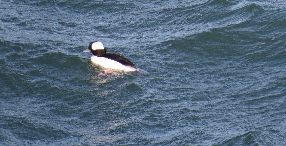 Bufflehead - ML646600251