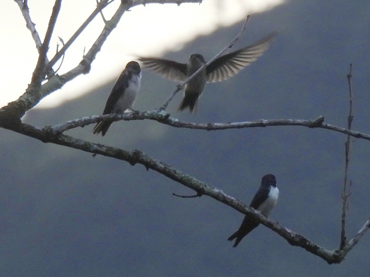 Schwarzsteißschwalbe - ML646600256