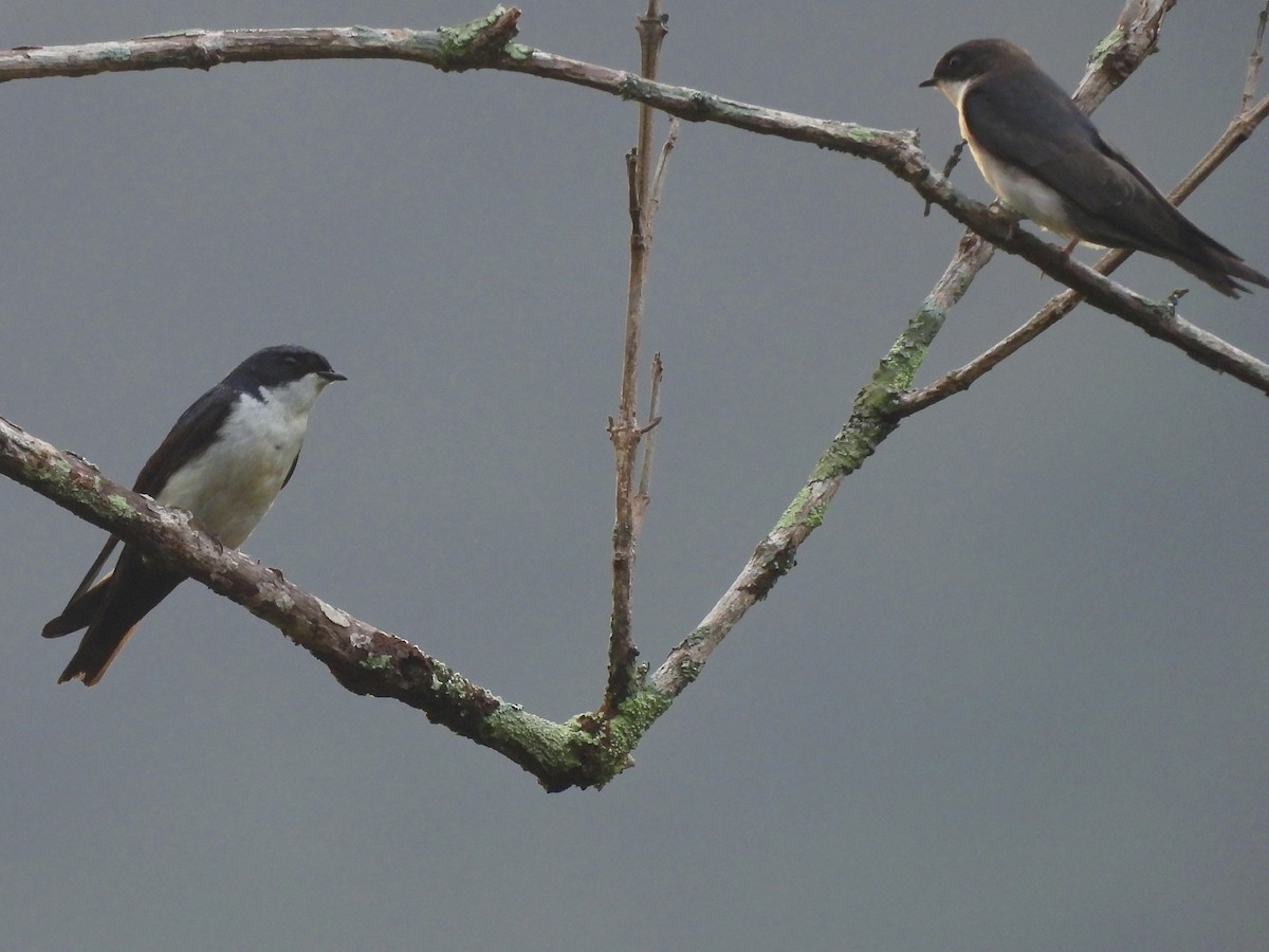 Schwarzsteißschwalbe - ML646600258