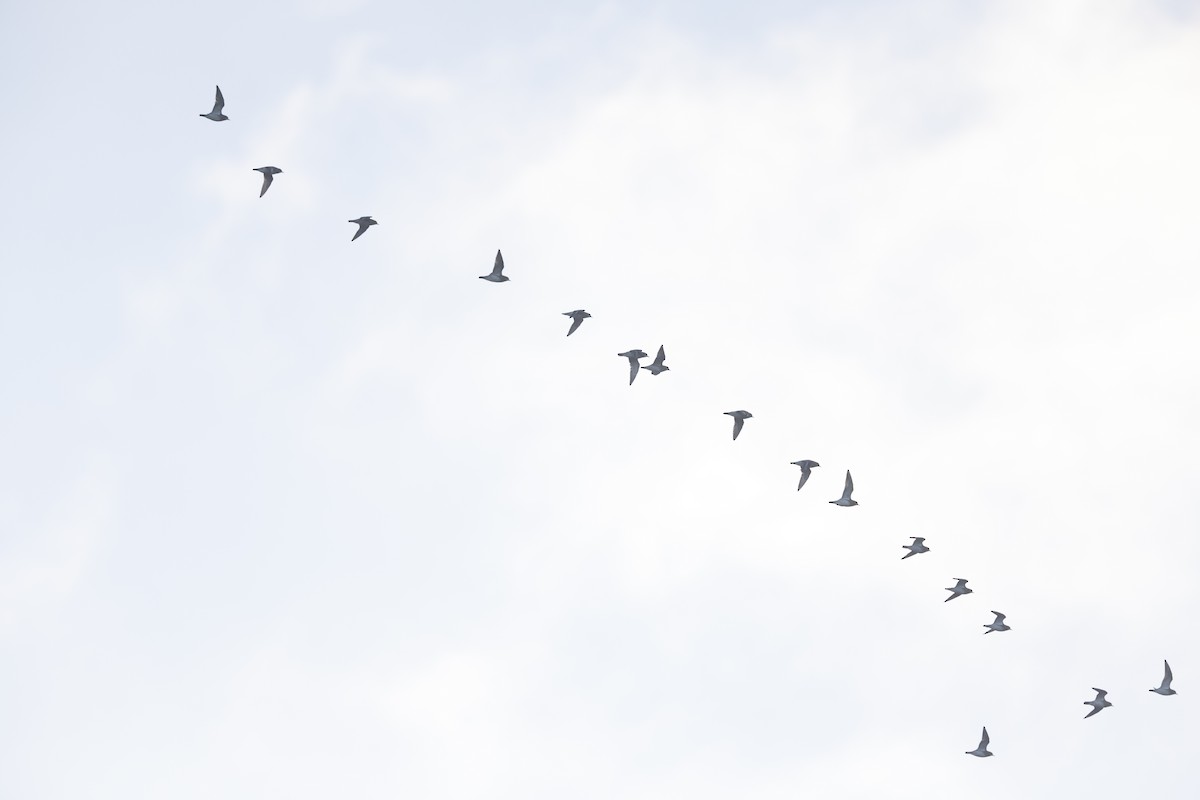 Сивка звичайна - ML646600259