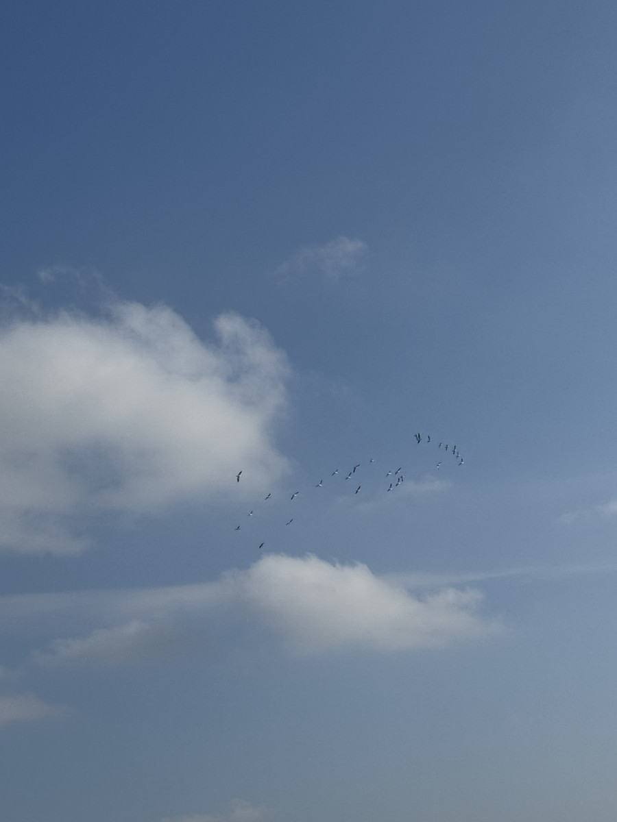 Гуска біла - ML646600260