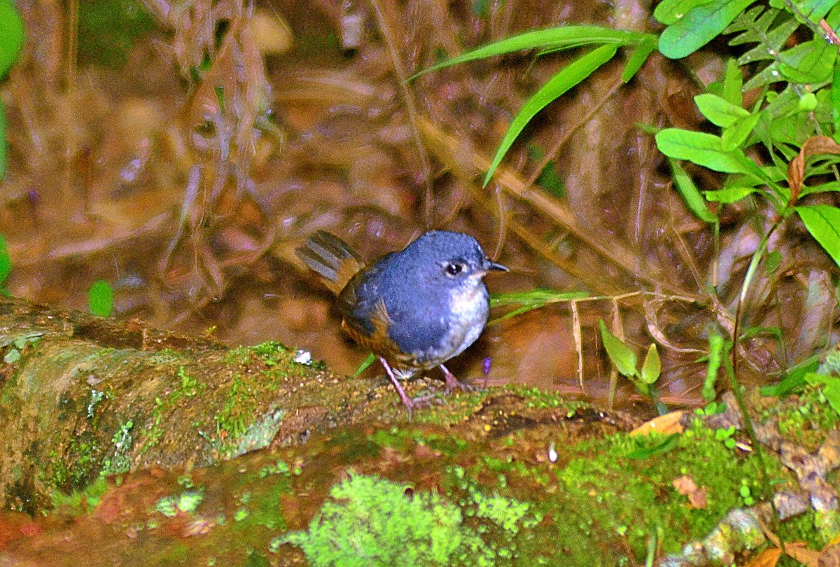 White-breasted Tapaculo - ML646600264