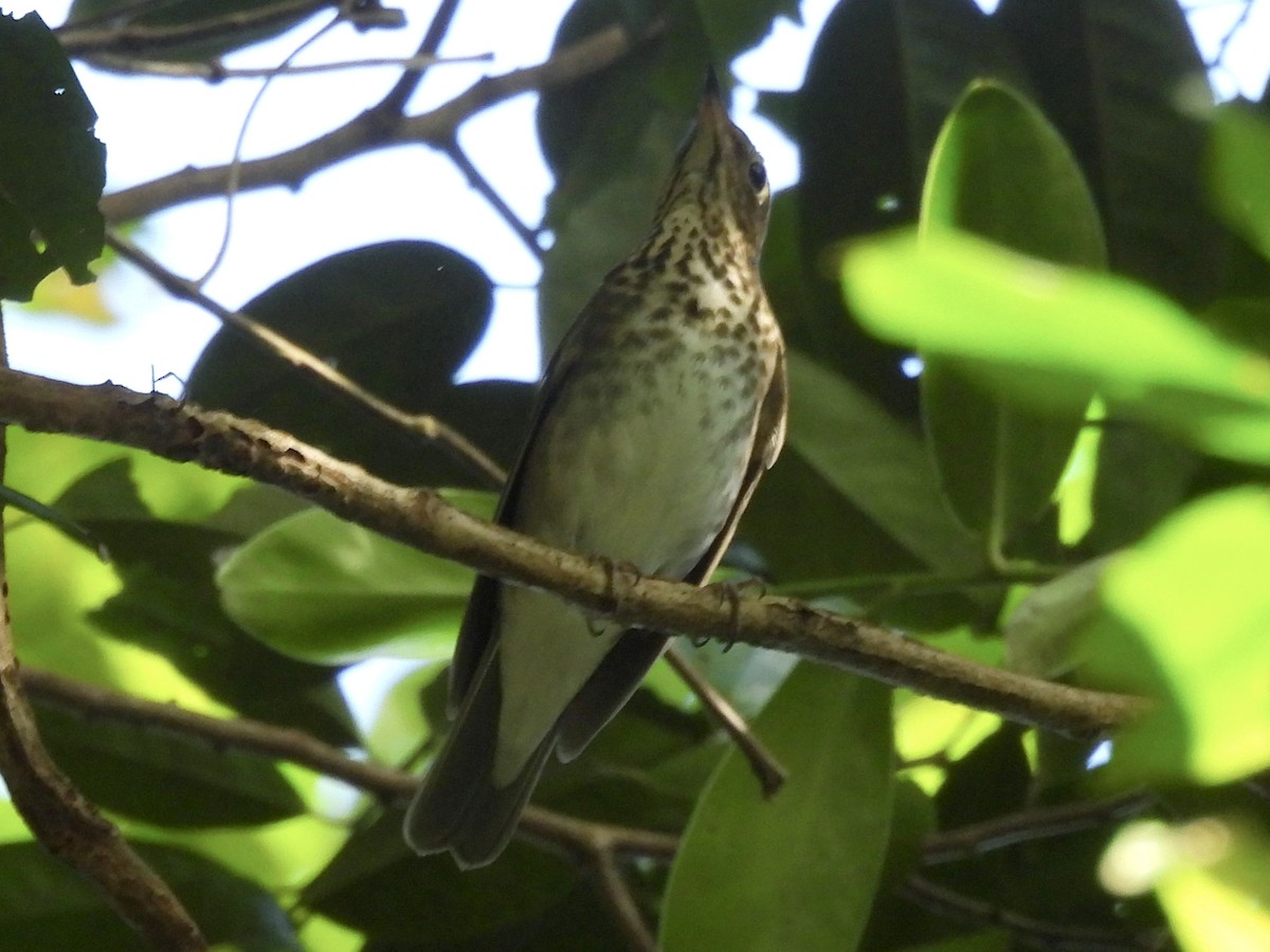 Zwergmusendrossel - ML646600266