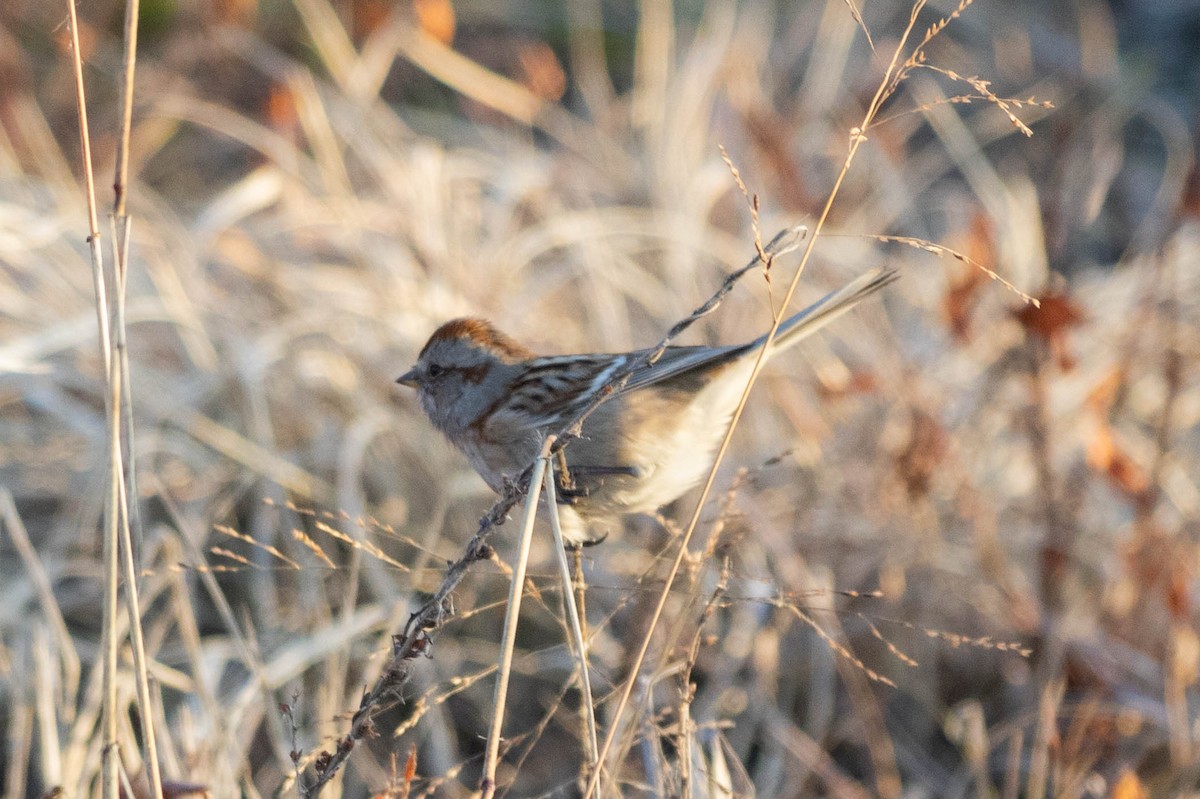 Пасовник північний - ML646600267
