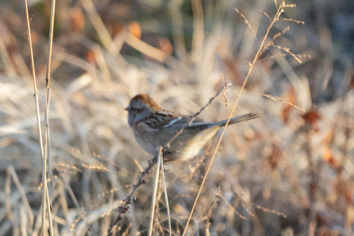 Пасовник північний - ML646600268