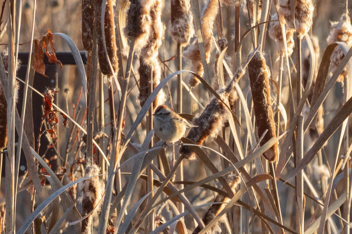 Пасовник північний - ML646600269