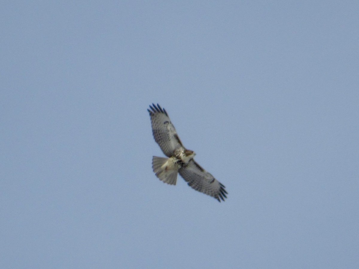 Red-tailed Hawk (borealis) - ML646600270