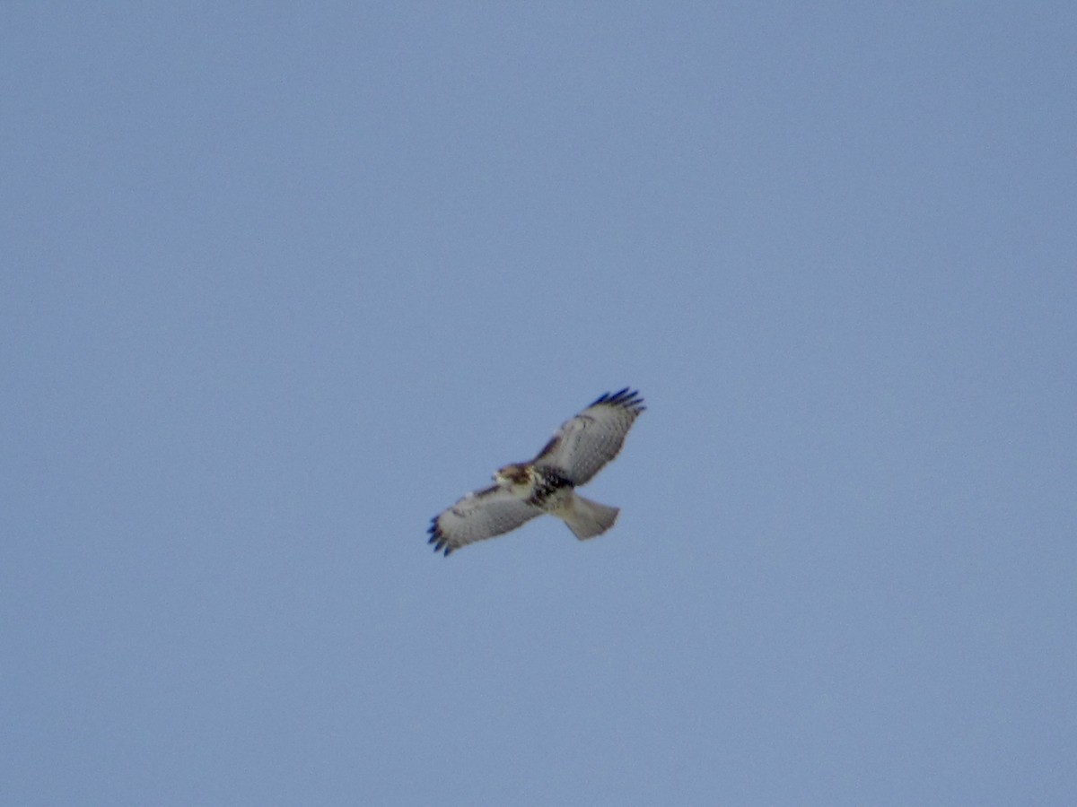 Red-tailed Hawk (borealis) - ML646600271