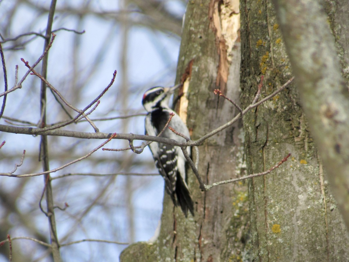 Hairy Woodpecker (Eastern) - ML646600277