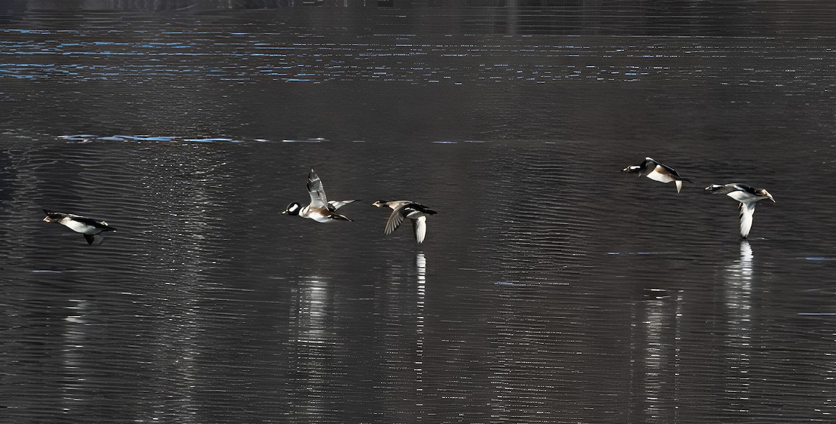 Hooded Merganser - ML646600279