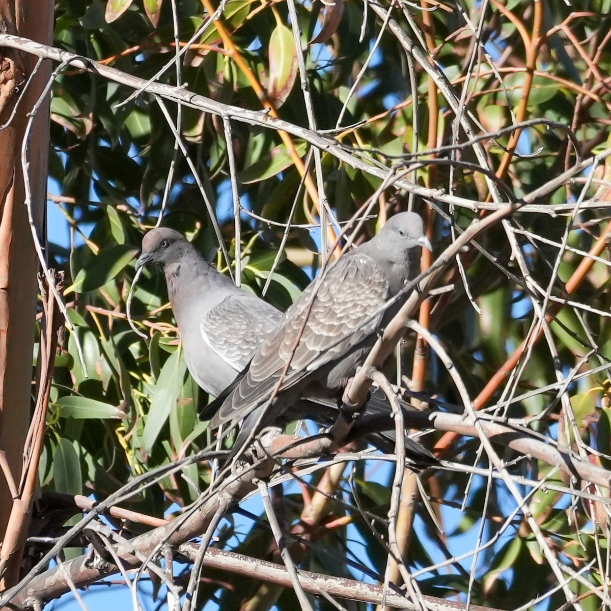 Fleckentaube (albipennis) - ML646600285