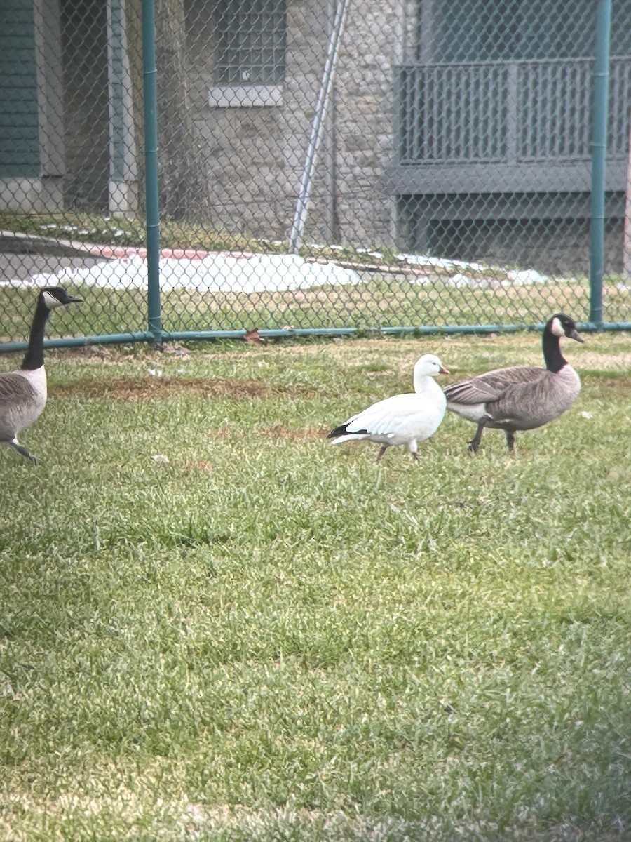 Гуска Роса - ML646600286