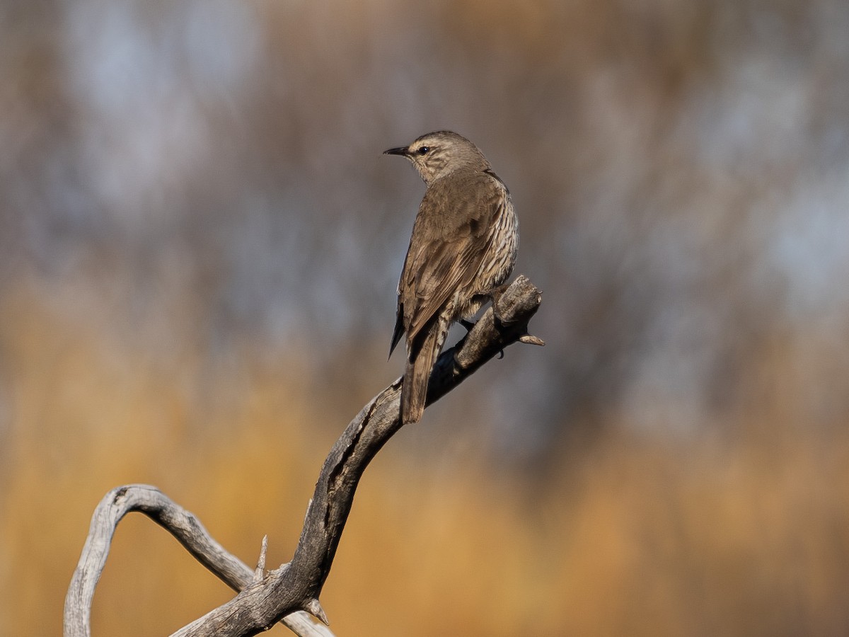 Brown Treecreeper (Southern) - ML646600295