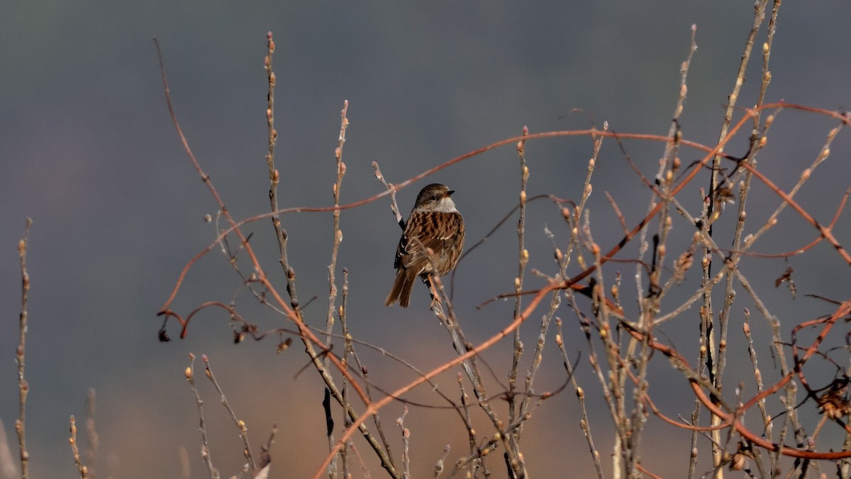 Dunnock - ML646600300