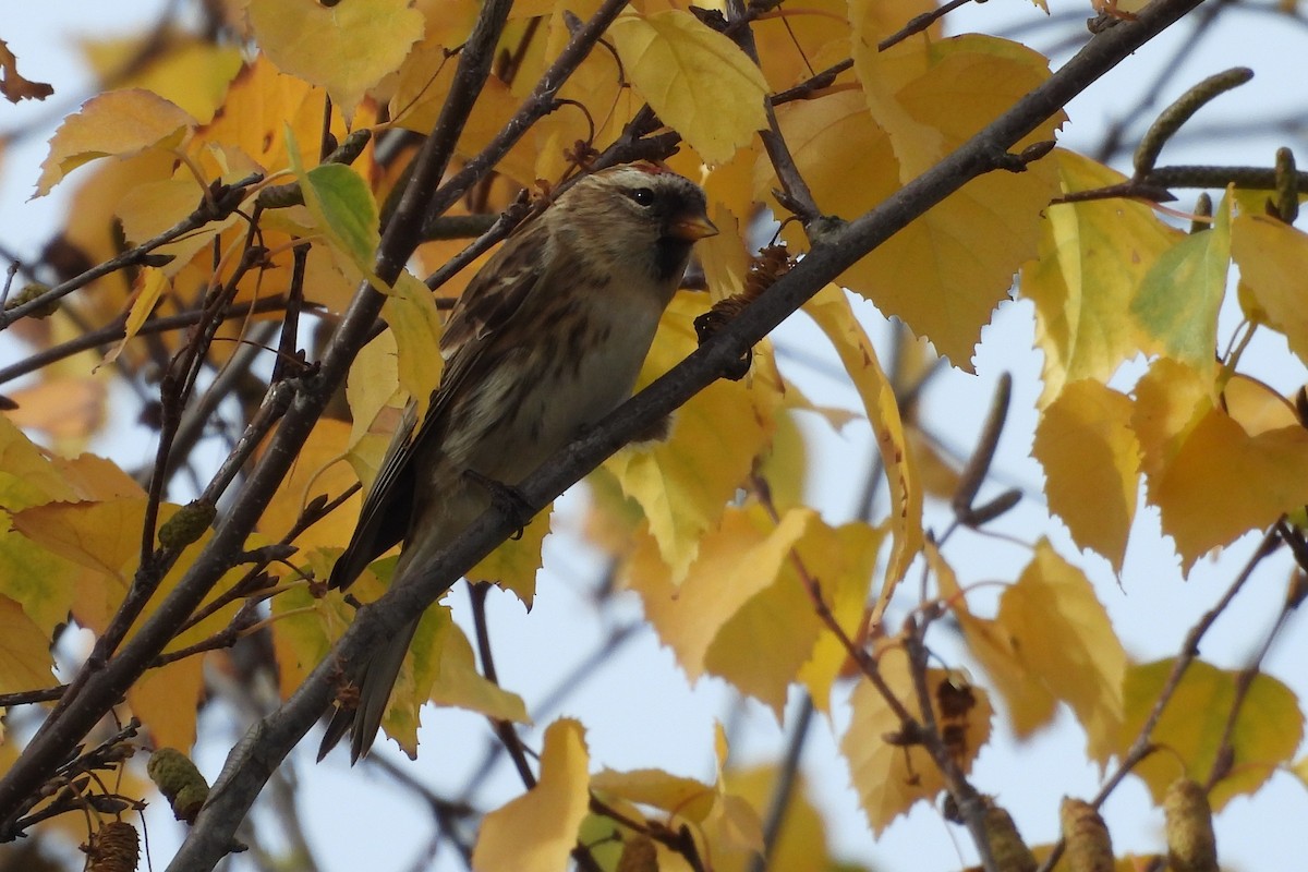 ベニヒワ - ML646600301