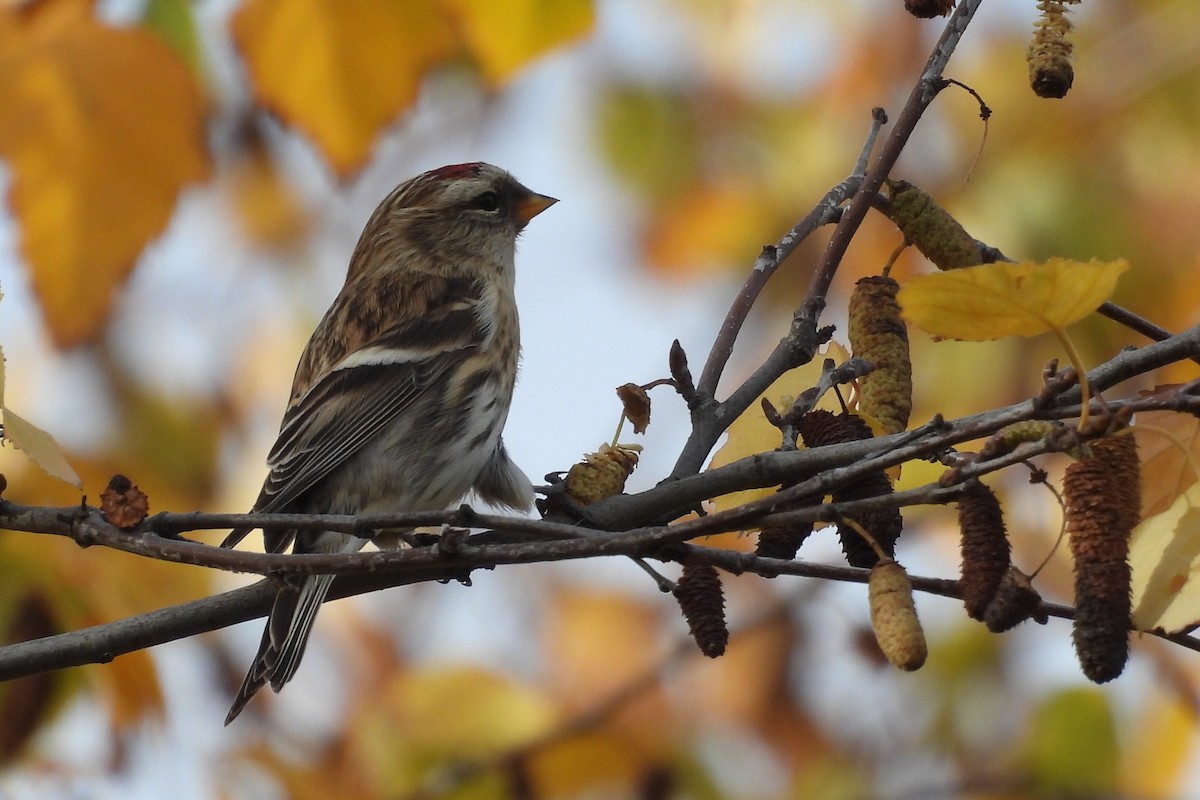 ベニヒワ - ML646600302