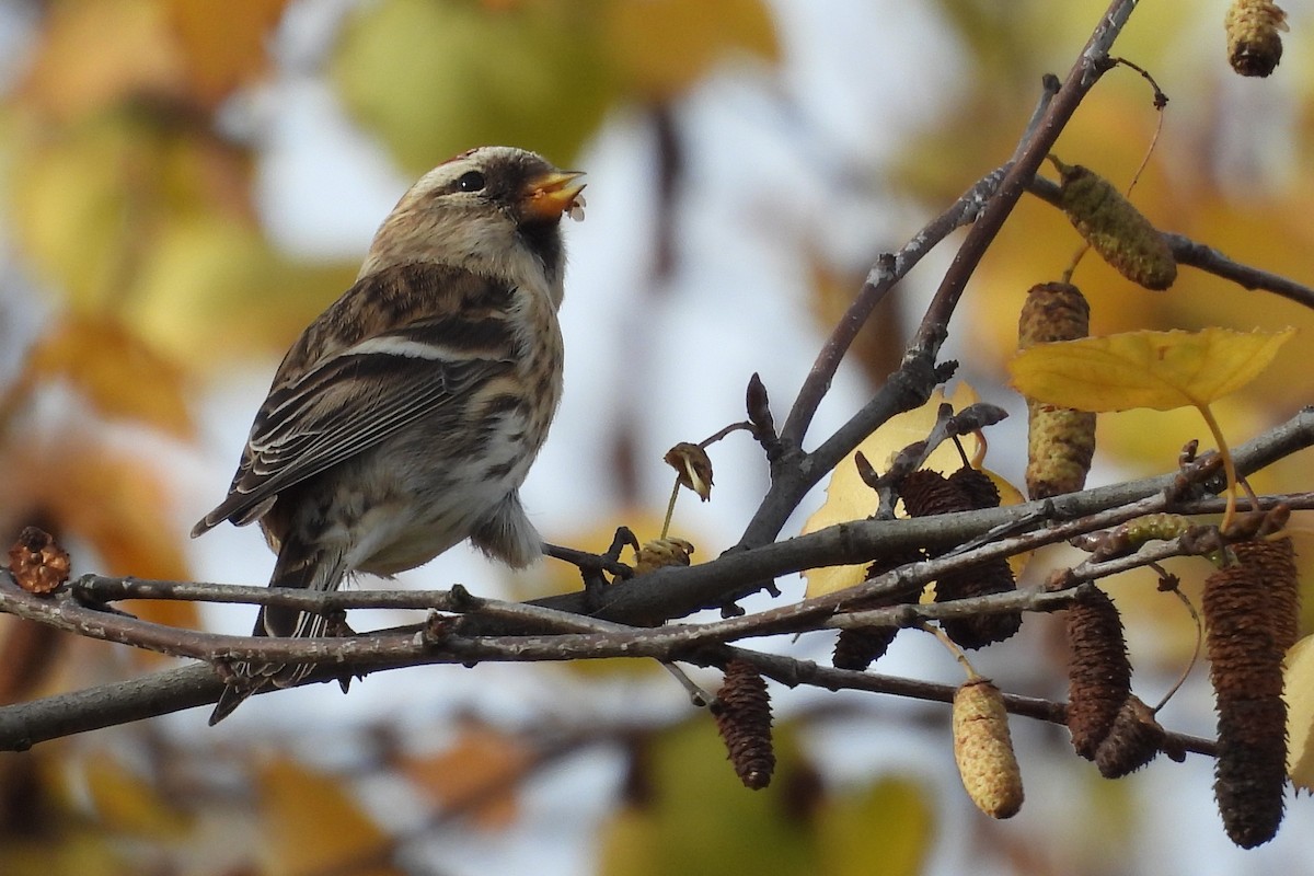 ベニヒワ - ML646600303