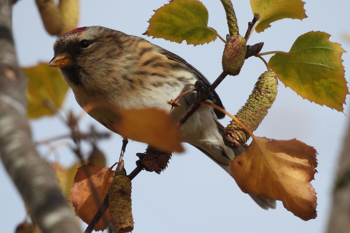 ベニヒワ - ML646600304