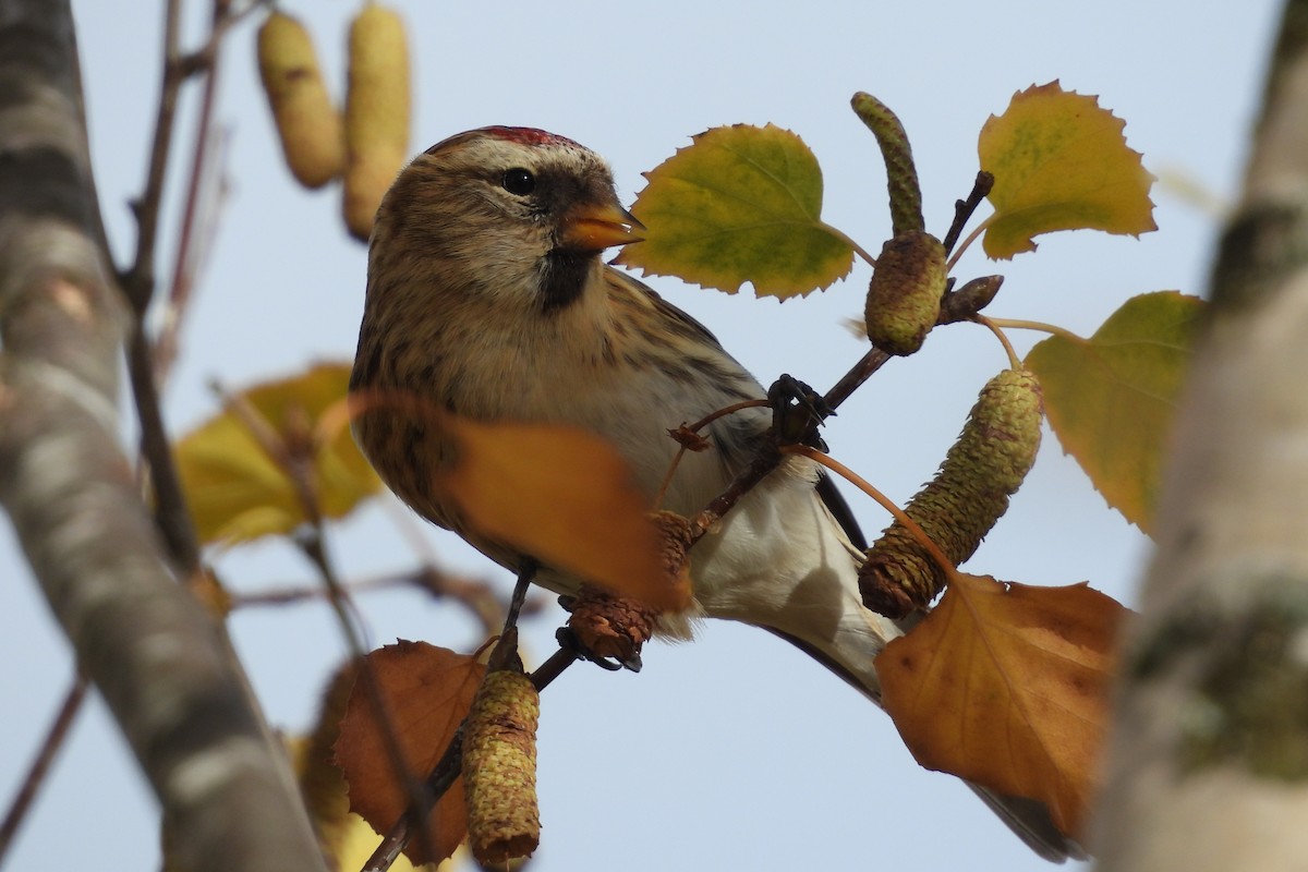 ベニヒワ - ML646600305