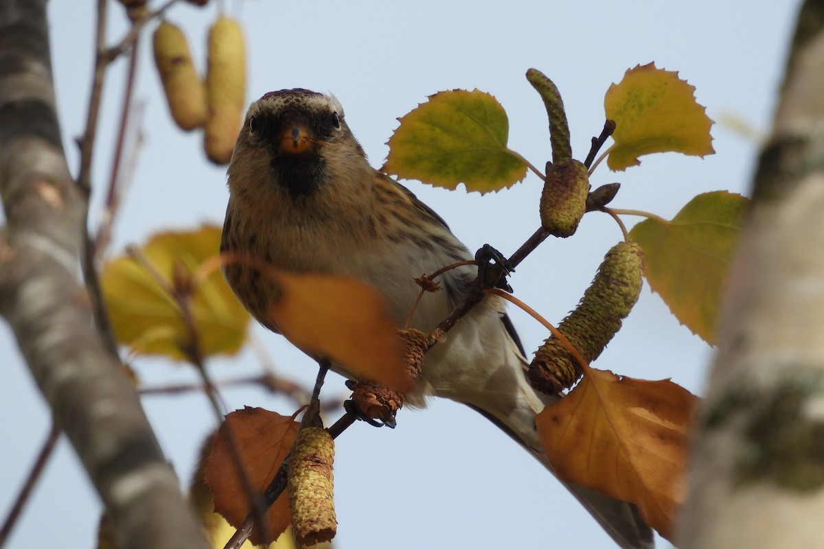 ベニヒワ - ML646600306