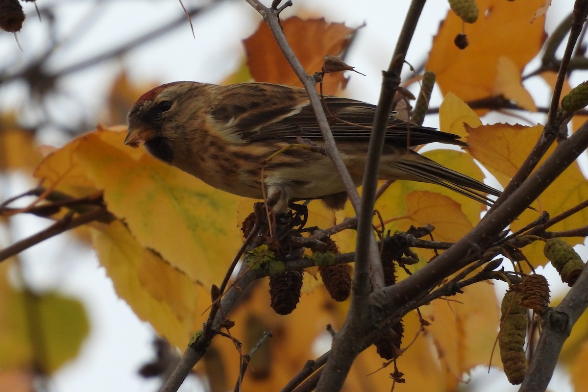 ベニヒワ - ML646600307