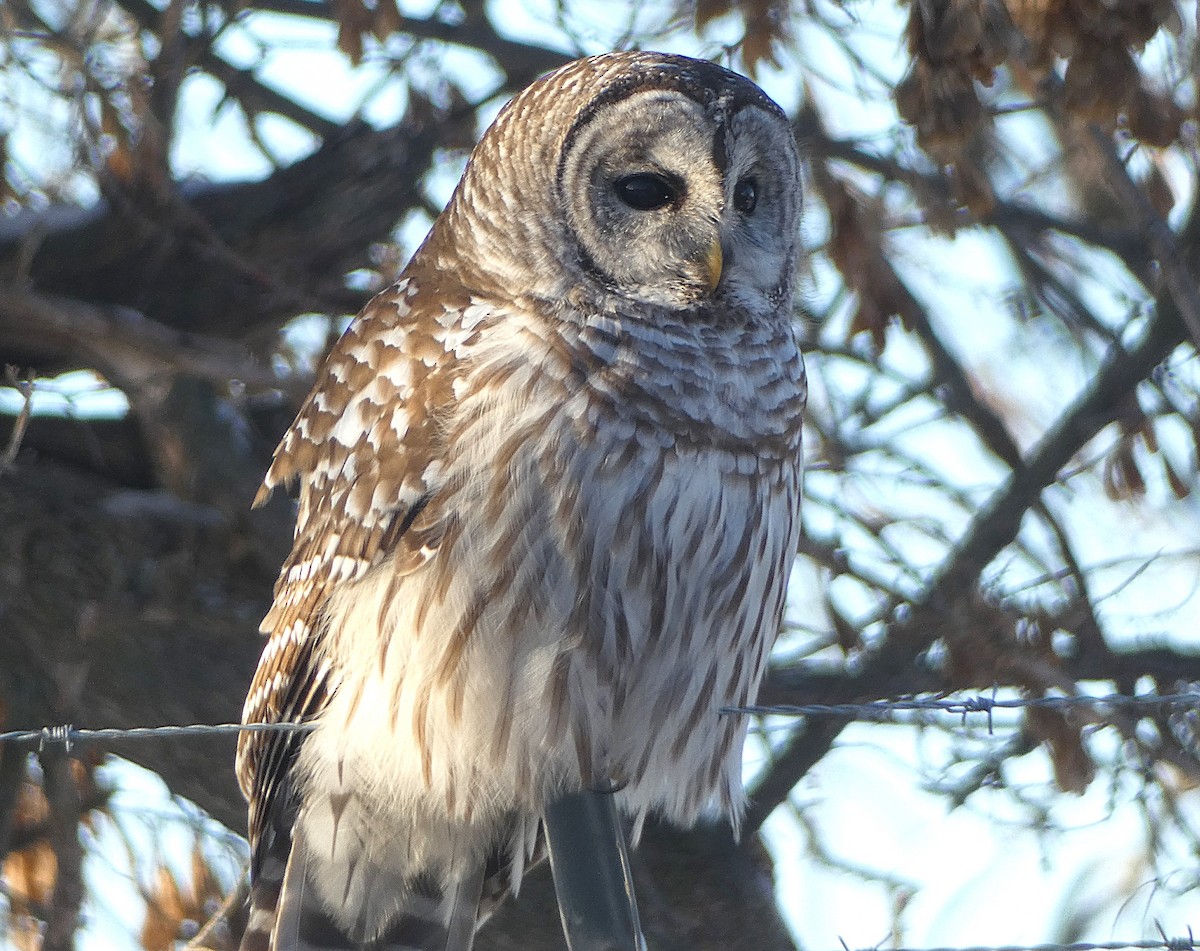 Streifenkauz - ML646600311