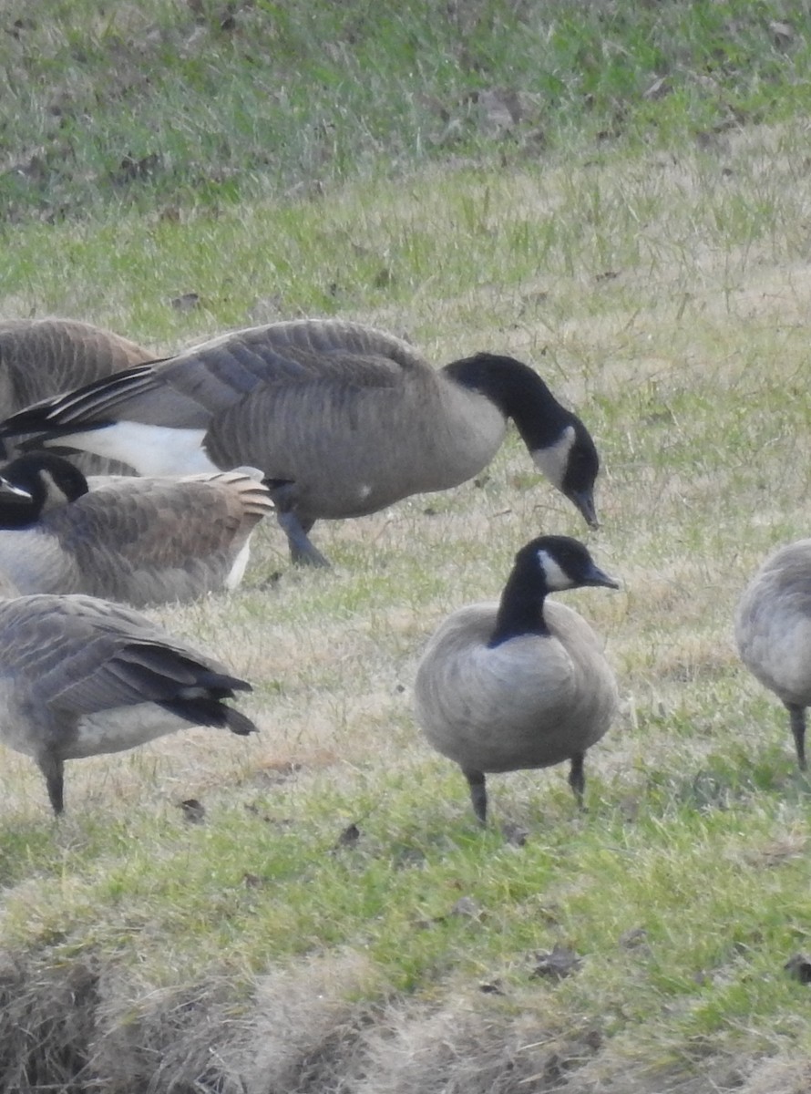 Cackling Goose - ML646600312