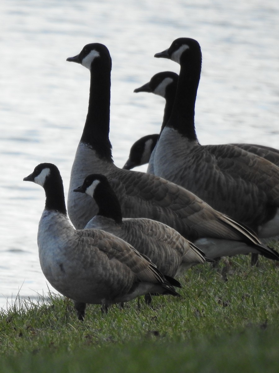 Cackling Goose - ML646600313