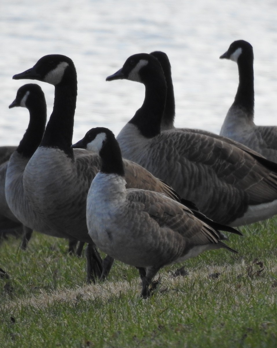 Cackling Goose - ML646600316