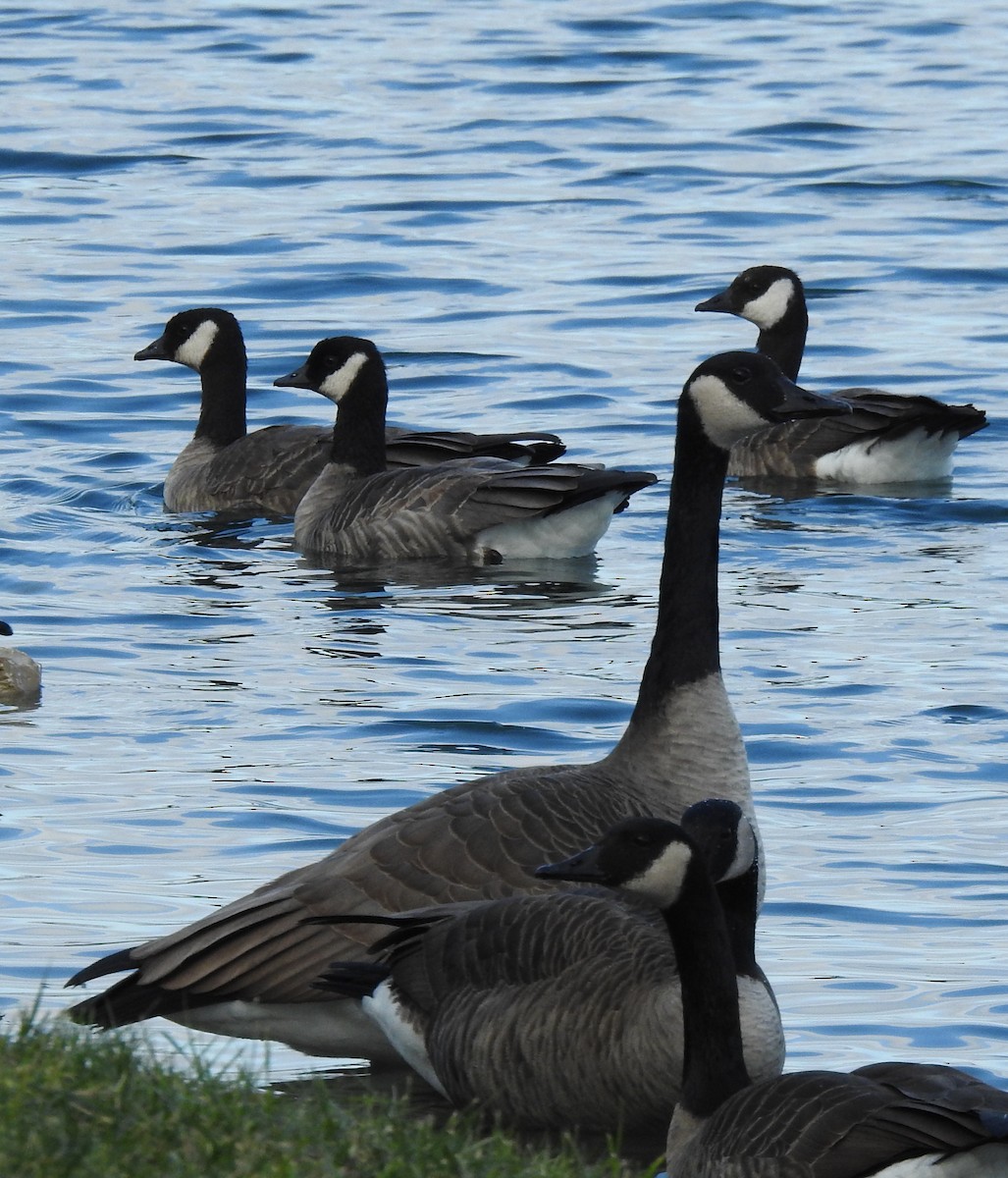 Cackling Goose - ML646600317