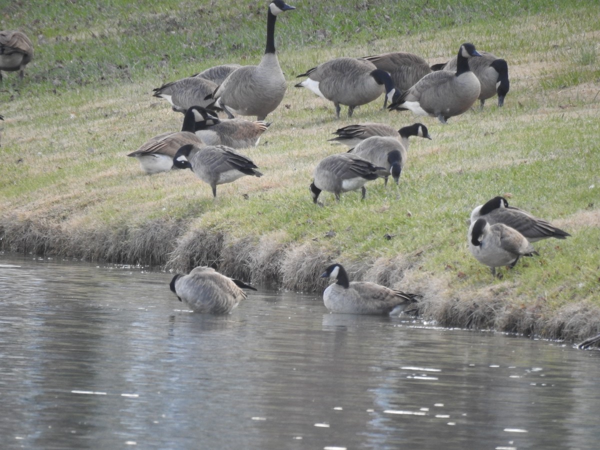 Cackling Goose - ML646600318