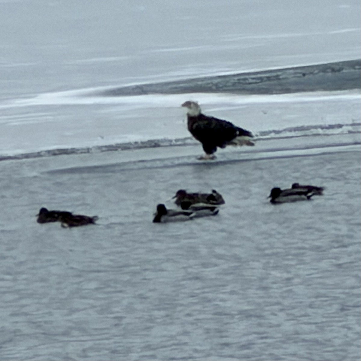 Bald Eagle - ML646600320