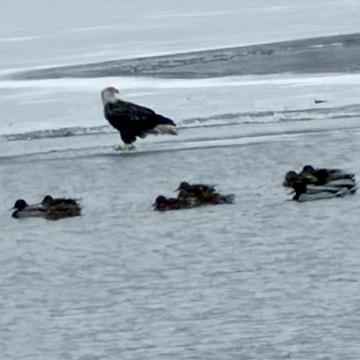 Bald Eagle - ML646600321
