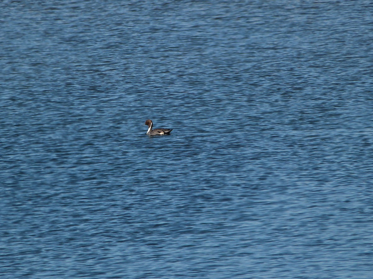 Northern Pintail - ML646600322