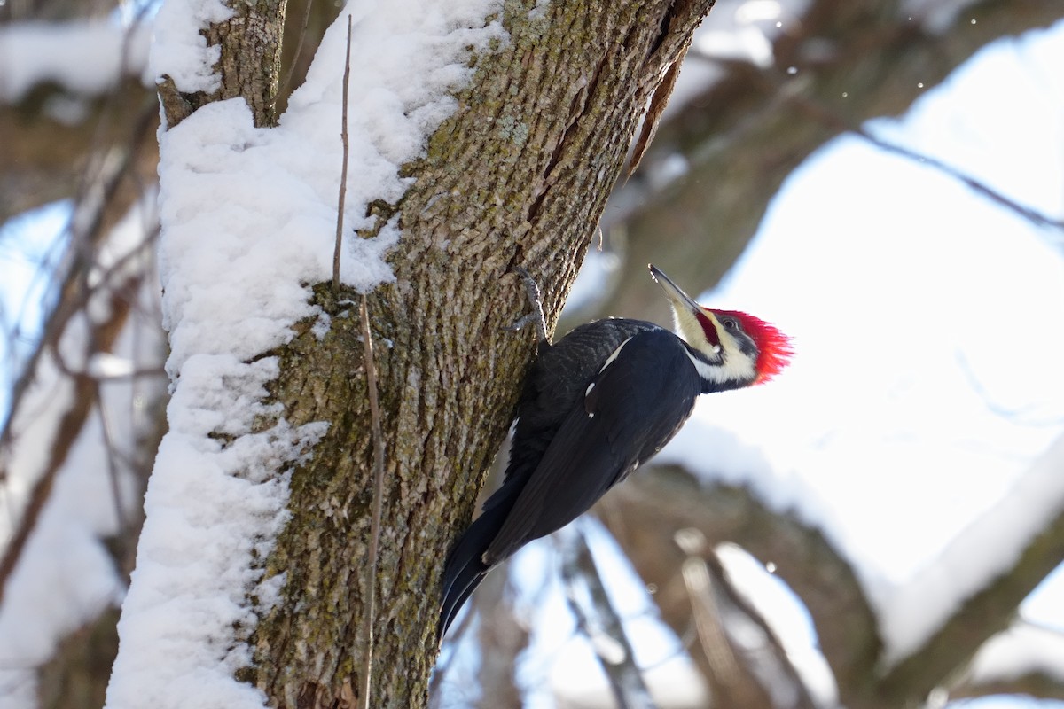 エボシクマゲラ - ML646600323