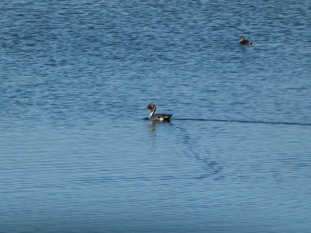 Northern Pintail - ML646600329