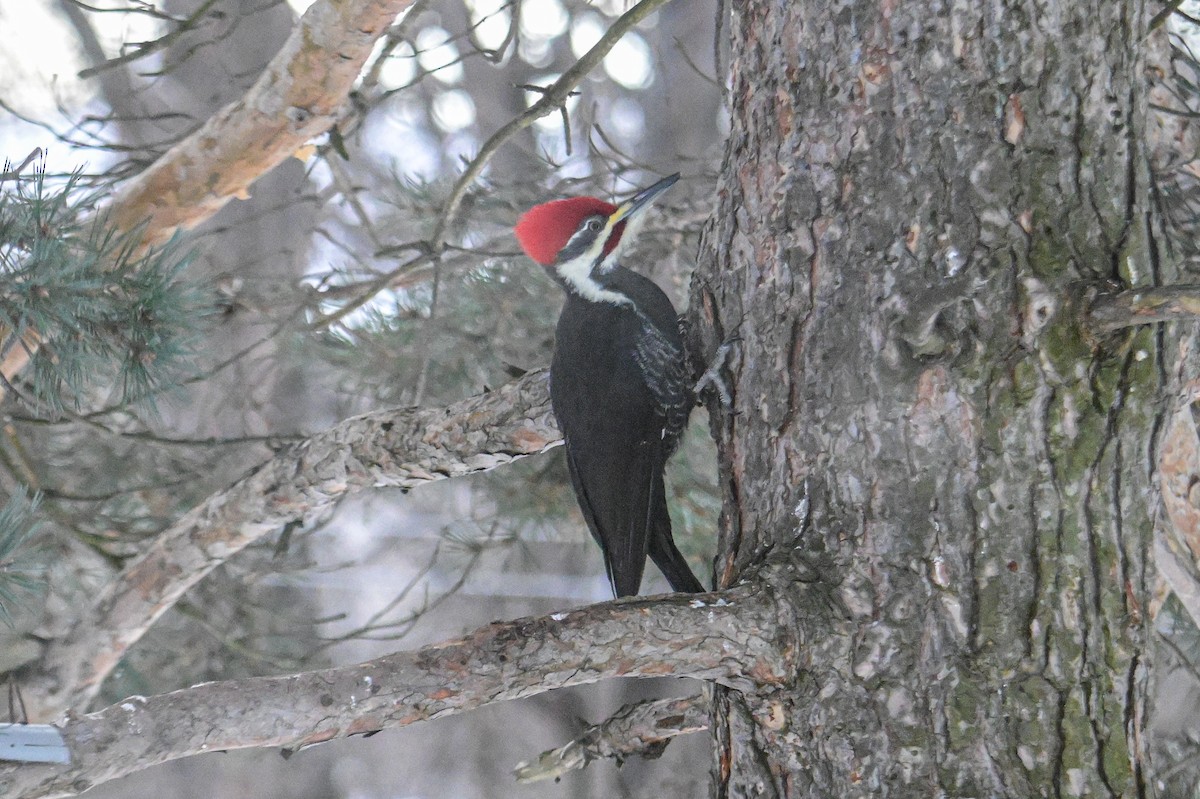 Pileated Woodpecker - ML646600332