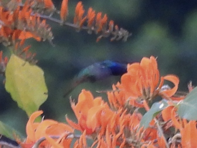 Bronzeschwanz-Saphirkolibri - ML646600336