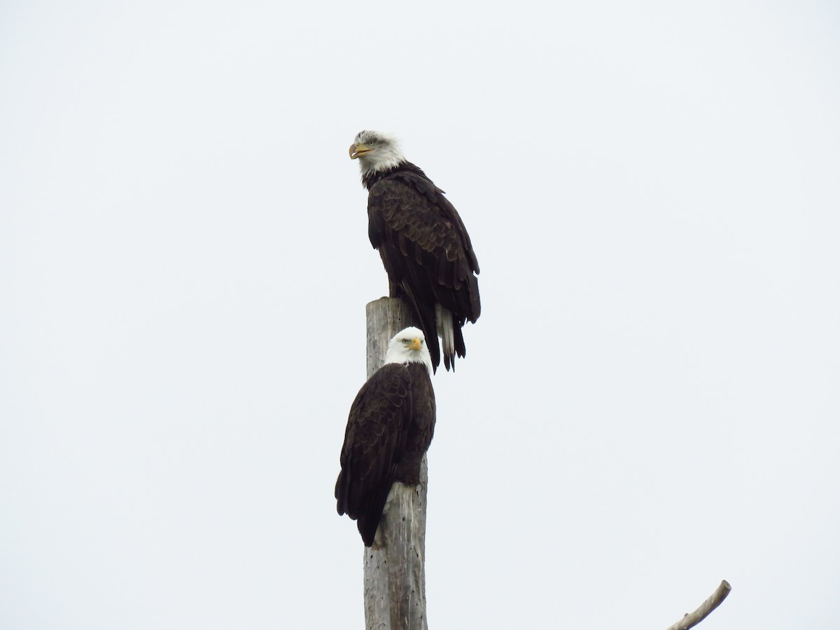 Bald Eagle - ML646600337