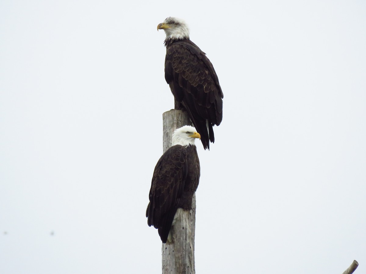 Bald Eagle - ML646600338
