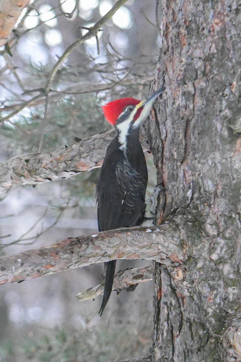 Pileated Woodpecker - ML646600339