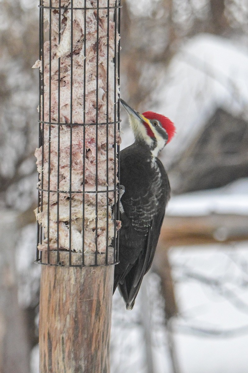 Pileated Woodpecker - ML646600342