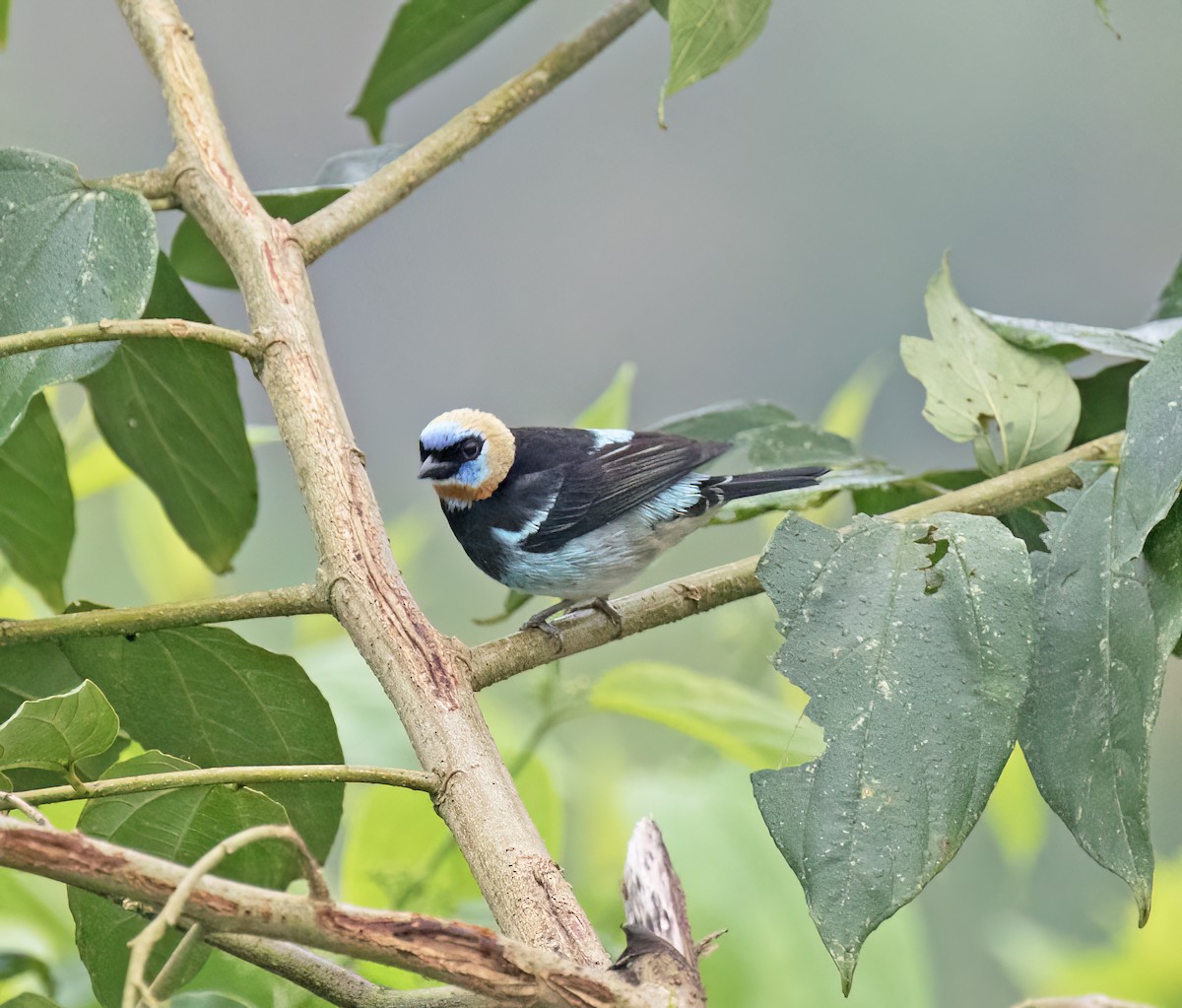 Золотистоголовая танагра - ML646600343